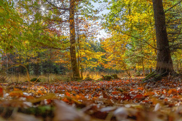 colorful idyllic low angle forest scenery at autumn time
