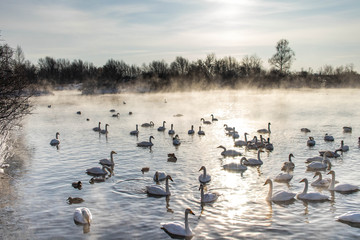 Fototapeta premium swans on the lake
