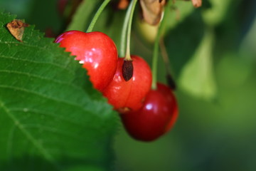 cerises