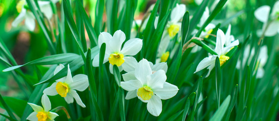 spring flowers, daffodils in the garden, spring background or calendar