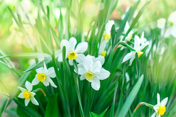 spring flowers, daffodils in the garden, spring background or calendar