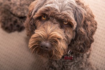 labradoodle lying down looking at camera