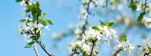 Blooming apple or pear in the garden, spring background