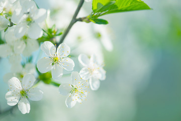 White cherry flowers