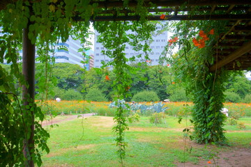 Shady arbor in Tokyo Japanese Garden