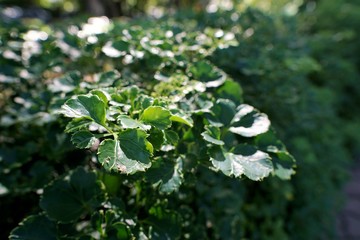 Green leaves with sunshine as a background (Polyscias Guilfoylei, Quercifolia or Geranium Aralia), Ecological Concept, Natural green wallpaper, Abstract leaves texture