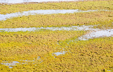 Grass carpet in the wetlands in Brazil