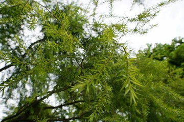 Fototapeta premium Soft Focus of avocado leaves on blurred background, Ecological Concept, Space for text in template (Persea americana, Lauraceae), isolated on white background.