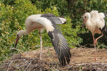 Stork in the Ecomuseumm of Mulhouse in Alsace France