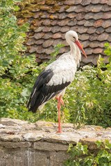 Stork in the Ecomuseumm of Mulhouse in Alsace France