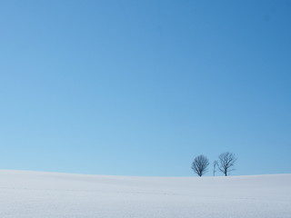 北海道 冬の美瑛 親子の木