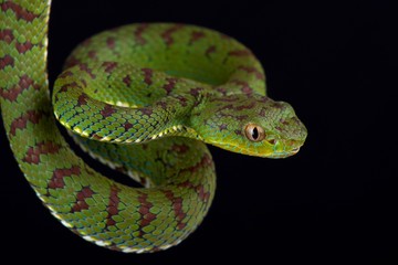 Philippine pit viper (Trimeresurus flavomaculatus) male