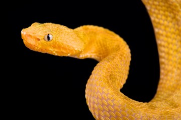 Lansberg's gold hognosed pitviper (Porthidium lansbergii rozei)
