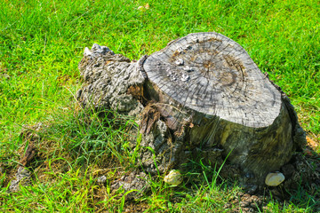 Obraz premium Rock on the meadow