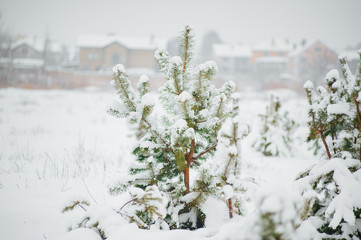 Little young pine tree covered in snow. Winter