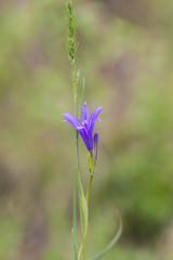 Blue wildflowers on a background of green grass. Spring and summer background. Natural spring background.