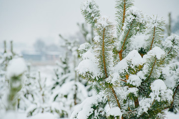 Little young pine tree covered in snow. Winter