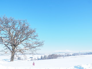 Fototapeta na wymiar 北海道の冬風景 美瑛