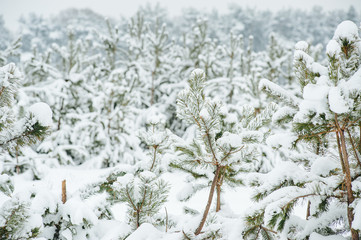 Little young pine tree covered in snow. Winter