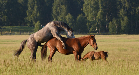 Horses in the meadow