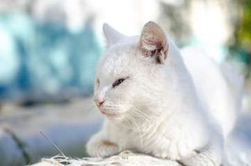homeless white one-eyed cat portrait