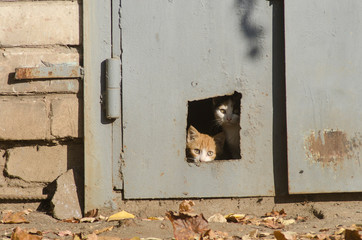 homeless kittens look out of the hole