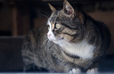 portrait of a striped cat