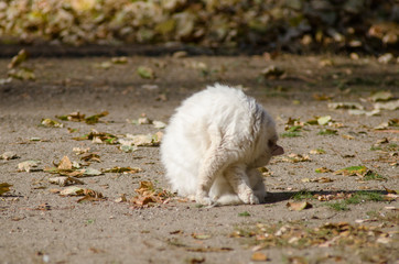 white stray cat sitting