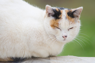 portrait of a homeless cat
