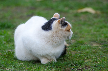 fat cat on the grass