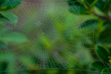 Spider web with water drops