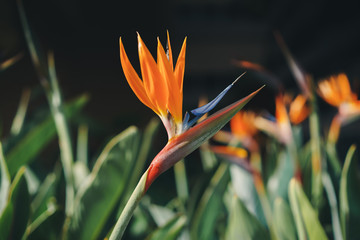 bird of paradise flower