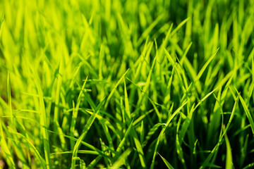 Closeup of green grass
