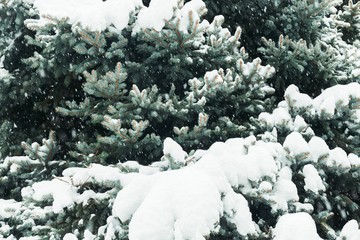 pine tree. fir tree branches. snowy conifer tree