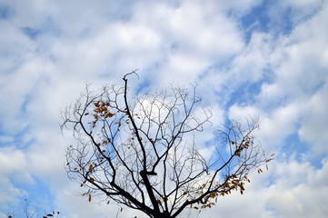 殆ど葉が落ちた木の背景に巻積雲（うろこ雲）が浮かぶ風景