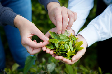 Two women's hands holding green tea plant leaves