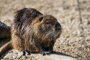 Biber - Myocastor coypus