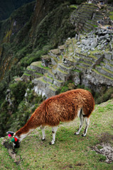 Naklejka na ściany i meble A lama eating on a terrace at the Machu Picchu, Peru.