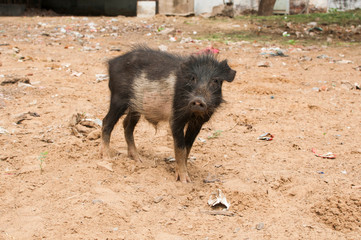 A young pig in Pushkar, India