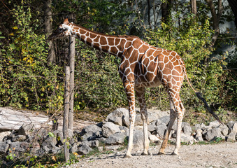 Giraffe - Giraffa camelopardalis