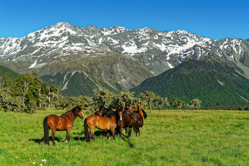 St James horses, St James Walkway and conservation area, Lewis Pass, New Zealand.