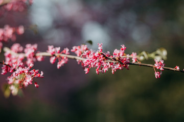 pink flowers in garden
