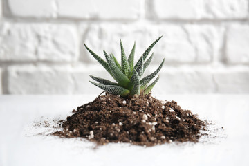 Heap of soil with green plant on white table
