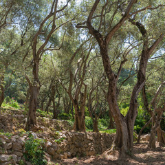 Fototapeta na wymiar Olive-tree path in Nikitsky Botanical Garden (one oldest botanical gardens in Europe), Crimean peninsula