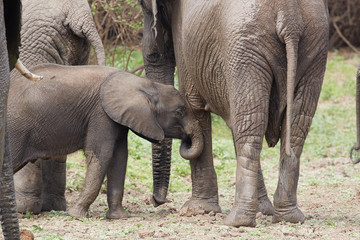 Group of Wild Elephants , Safari Selous , Tanzania 