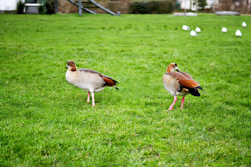 Ducks in the park in Rotterdam, Holland. Selective focus