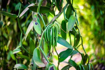 True Vanilla plant - Vanilla planifolia in Seychelles