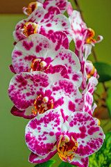 Beautiful flower purple Orchid Phalaenopsis closeup on green background
