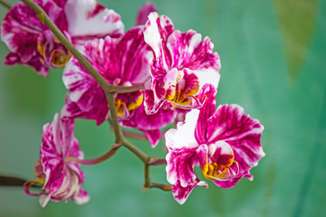 Beautiful flower purple Orchid Phalaenopsis closeup on green background
