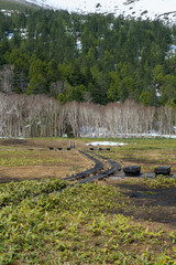 Obraz premium 春の湿原